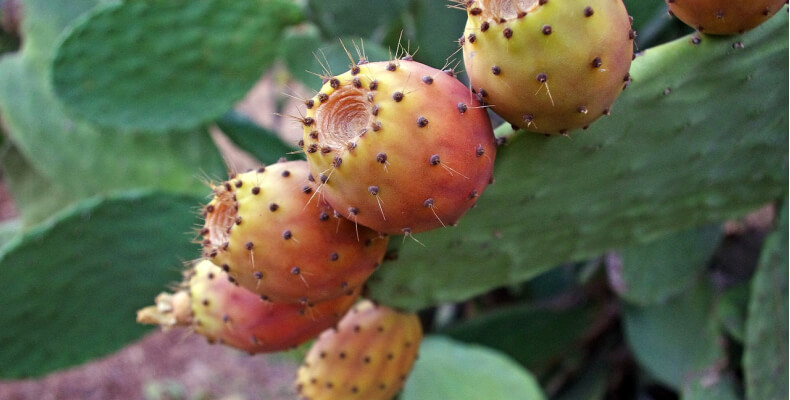 Opuncja figowa - odmiany kaktus贸w