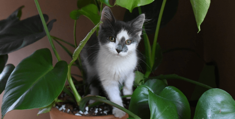 Trujące rośliny doniczkowe dla kota