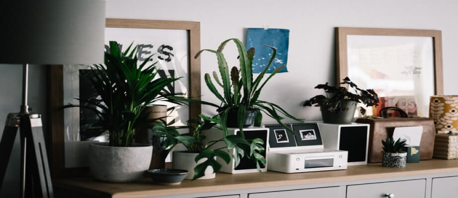 Rośliny w twoim mieszkaniu