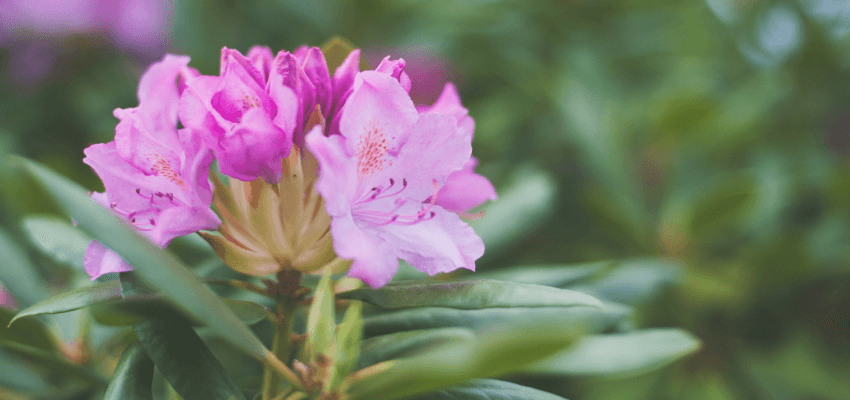 Azalia- jak dbać o rośliny? Rododendron jak dbać o niego w ogrodzie?