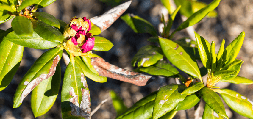 Choroby rododendronów - jak leczyć?